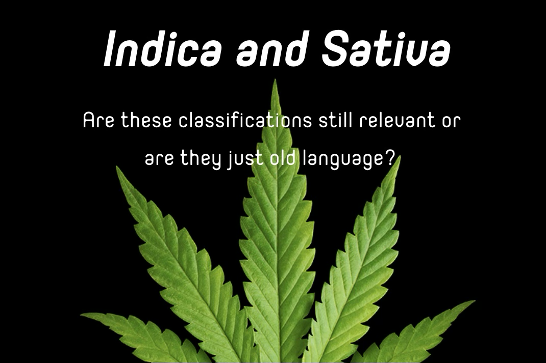 Indica Sativa