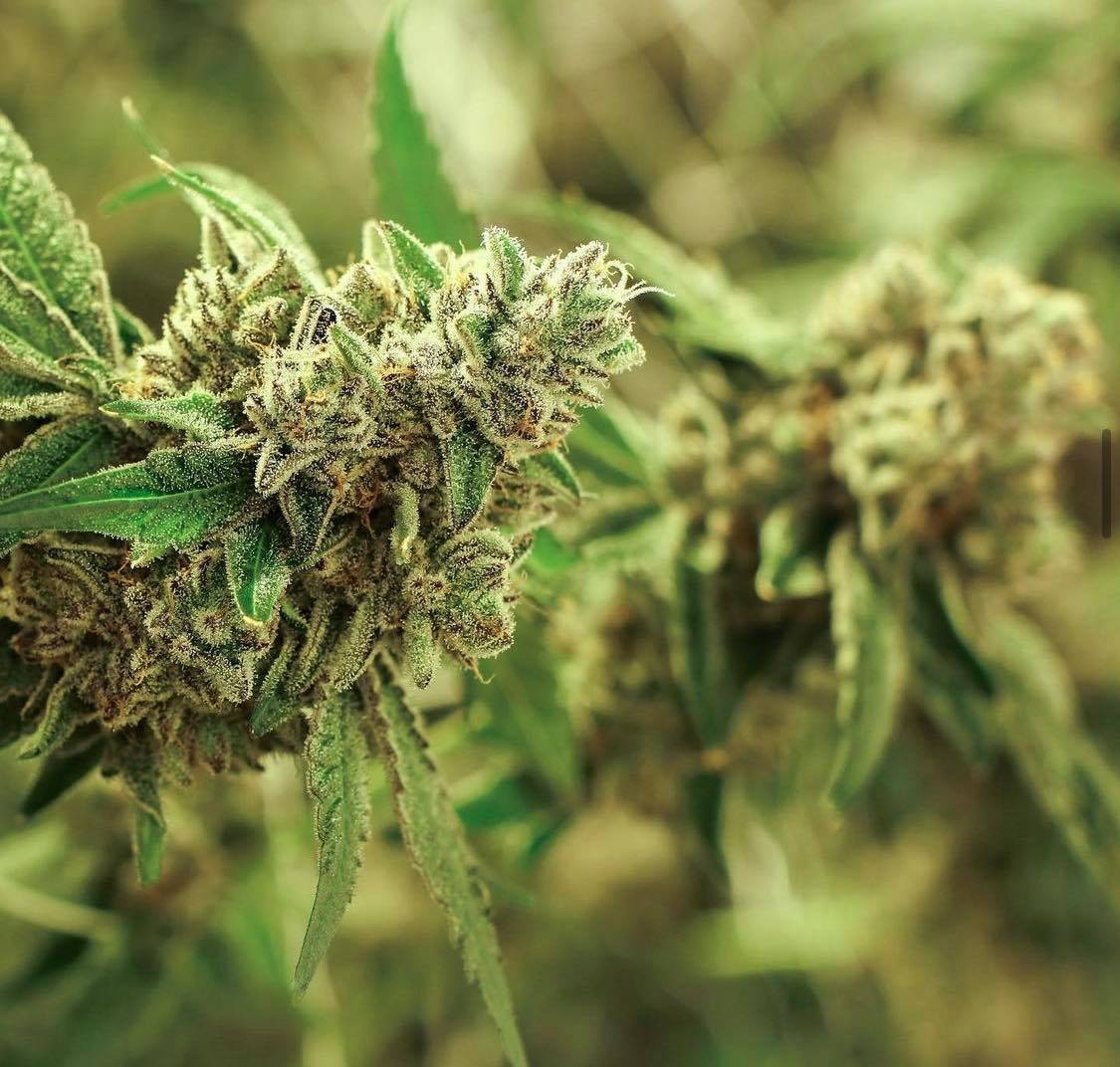 Trichomes on cannabis plant.