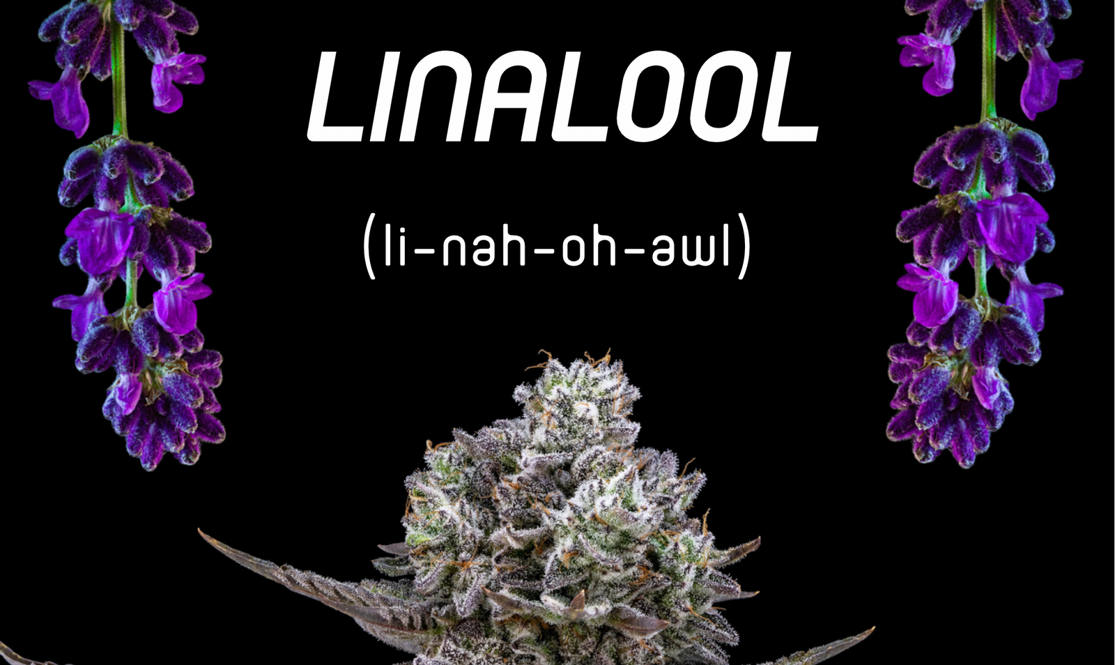 Terpenes - Linalool