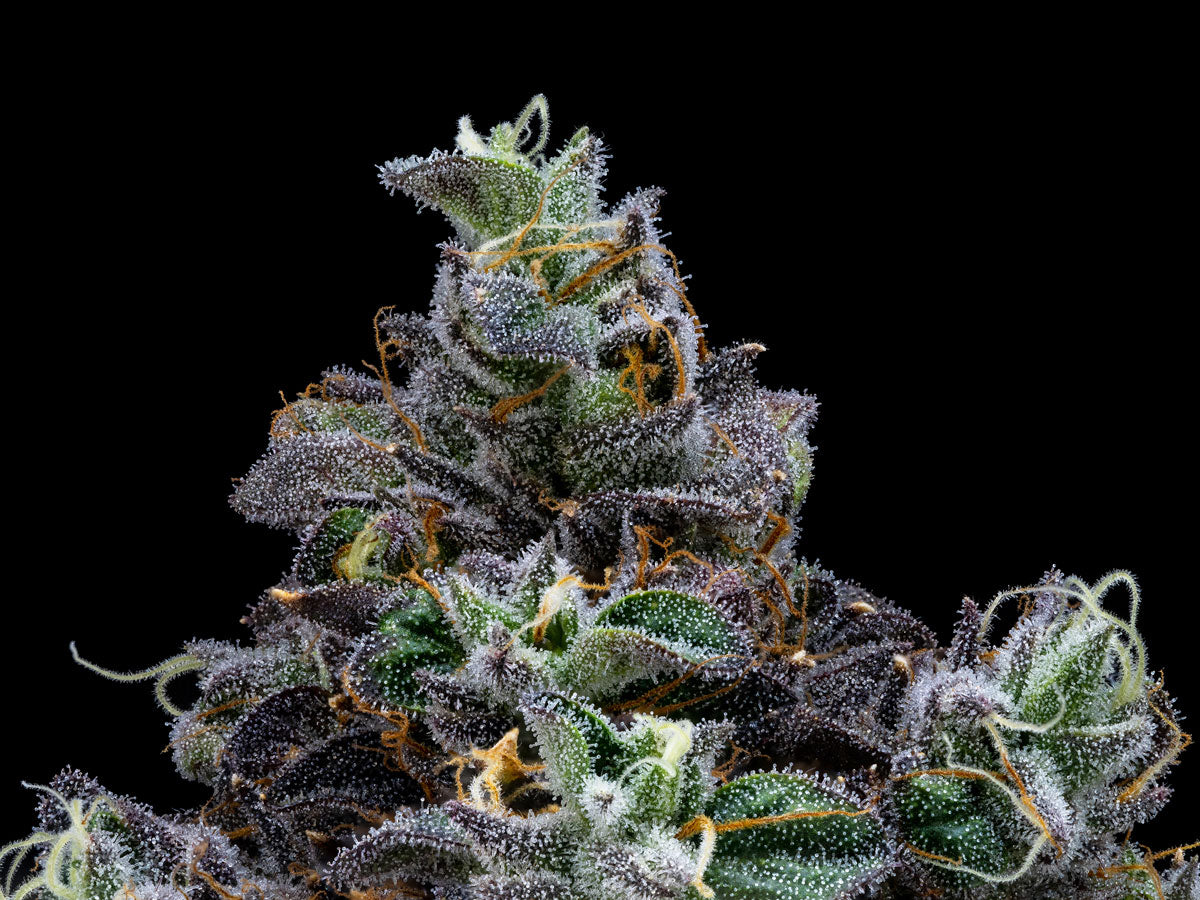 Stigmas and Pistils on cannabis plant.