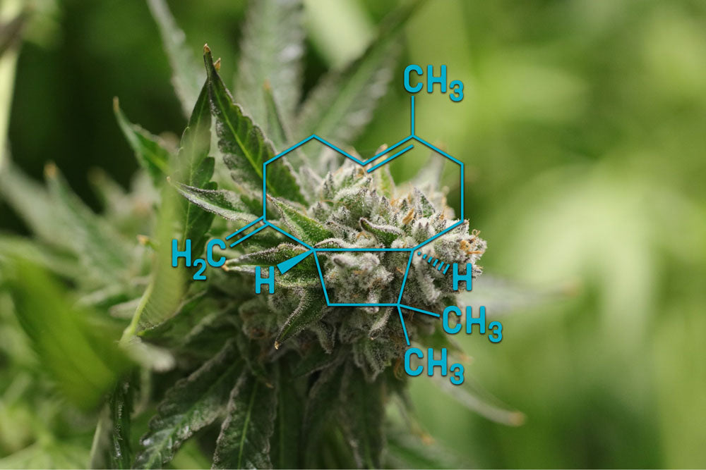 cannabis strain terpenes