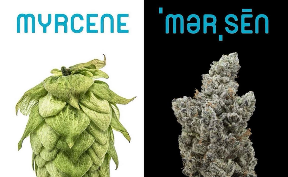 Terpenes - Mycrene