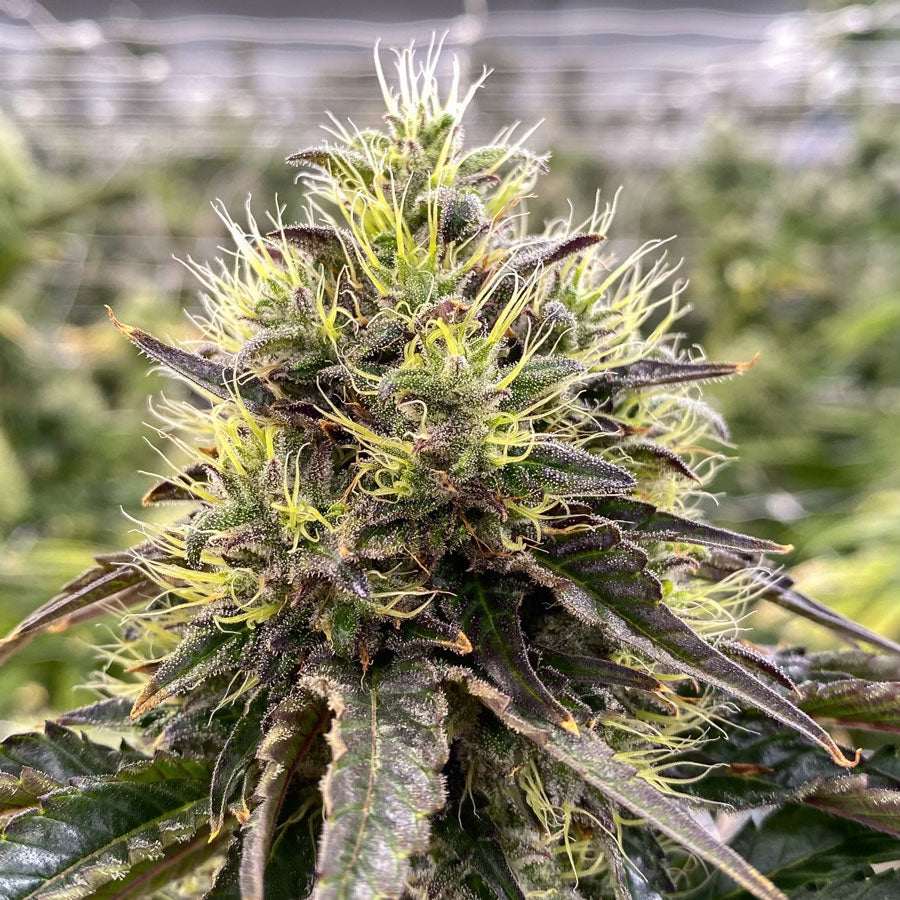 What is Pheno-Hunting and why do we do it?