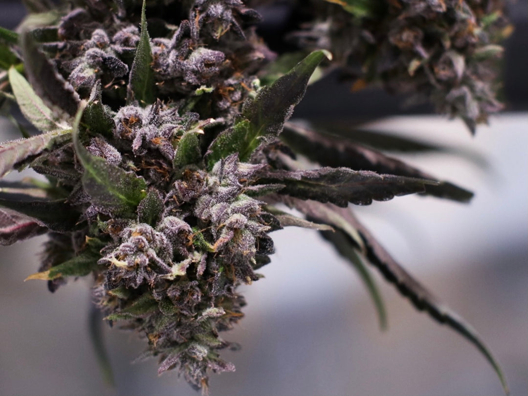 Triple Lindy - 10 Feminized Seeds