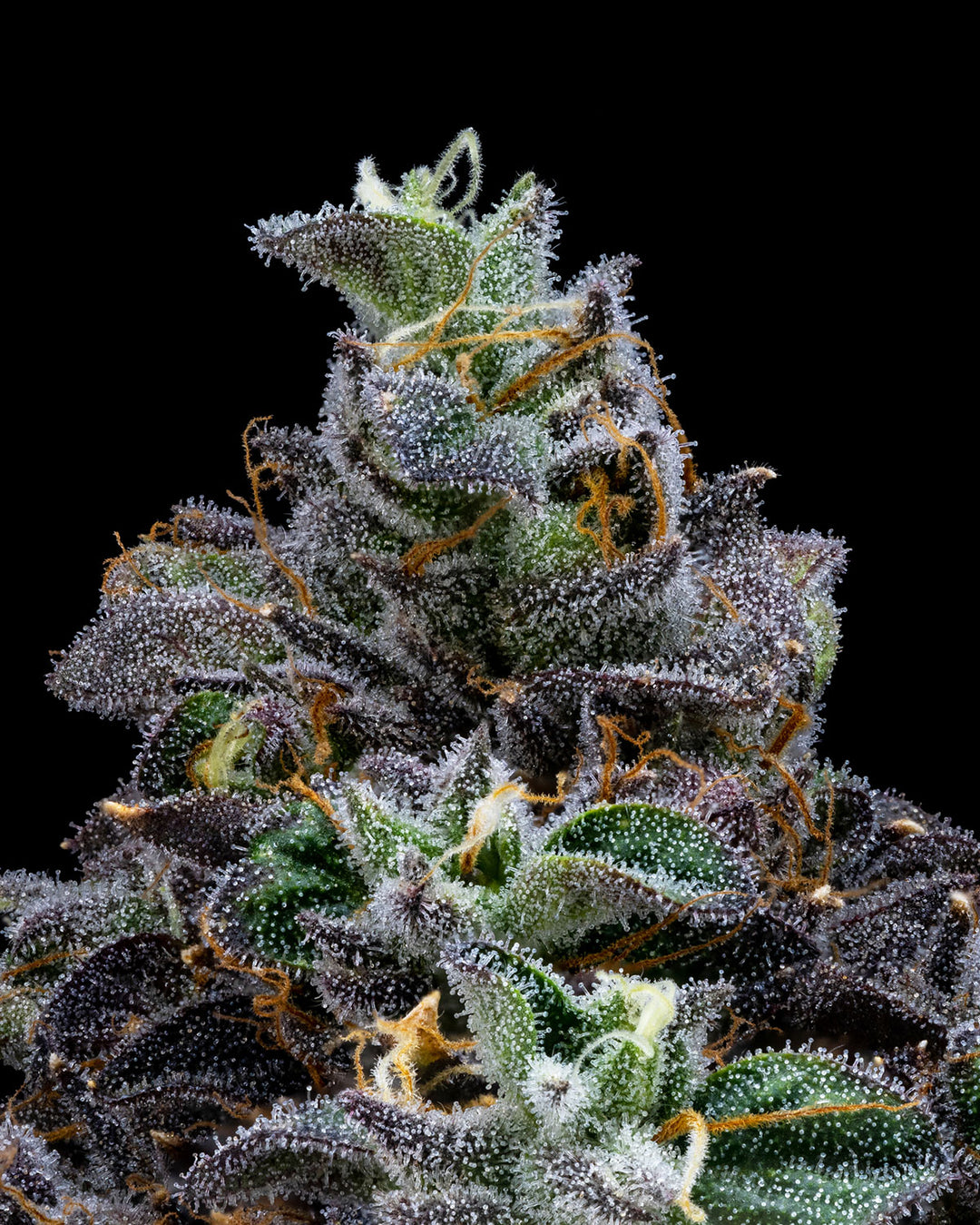 Triple Lindy - 10 Feminized Seeds