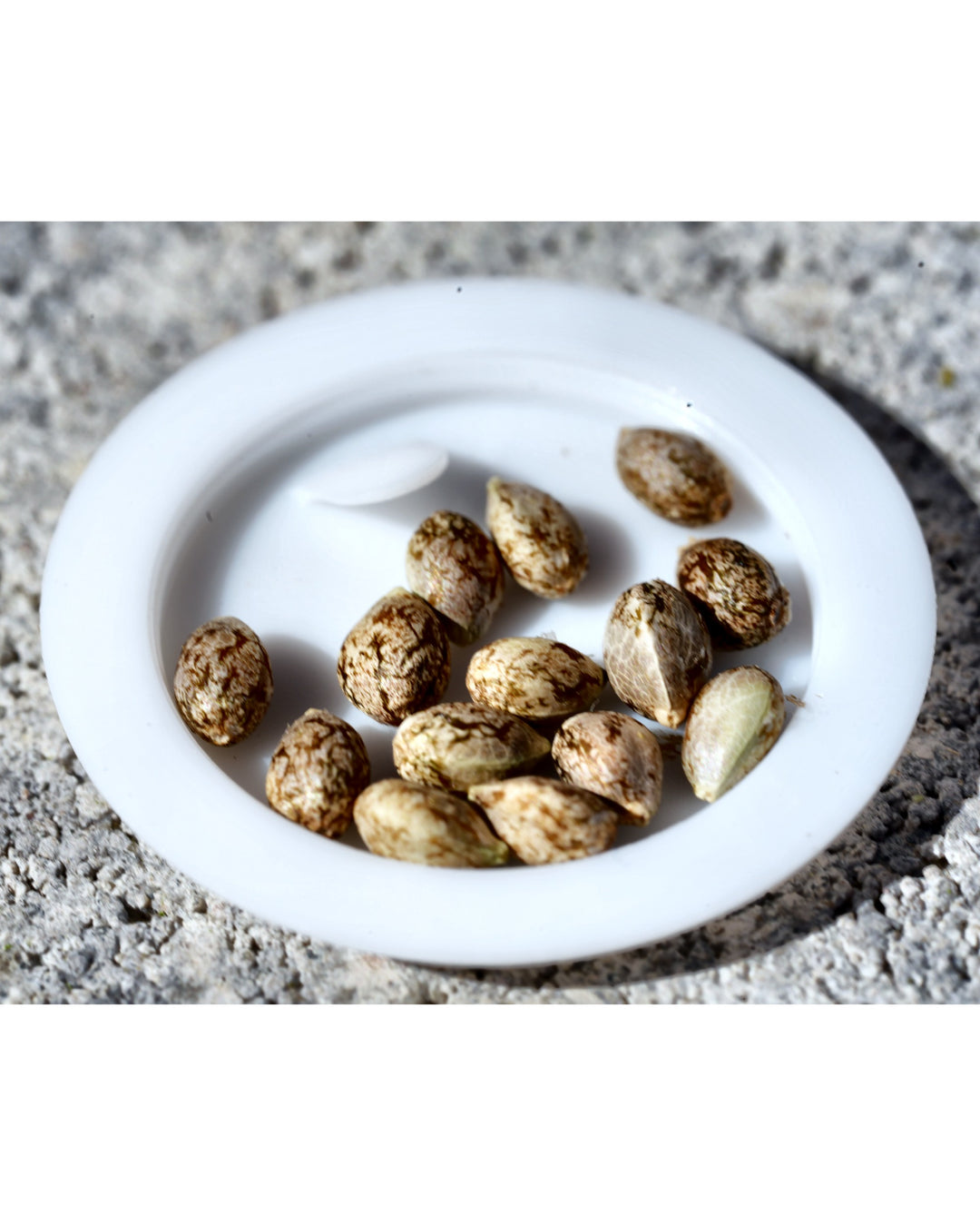 Triple Lindy - 10 Feminized Seeds
