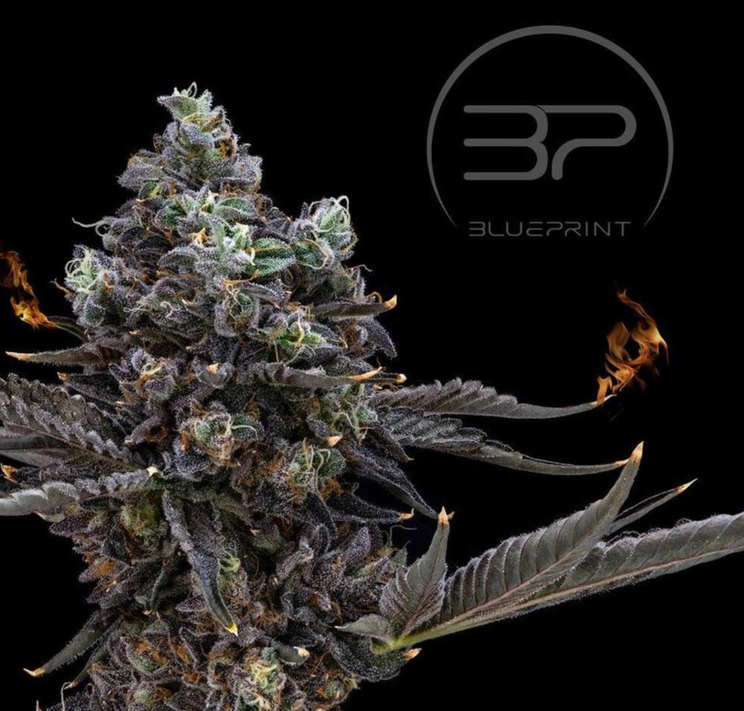 Triple Lindy - 10 Feminized Seeds