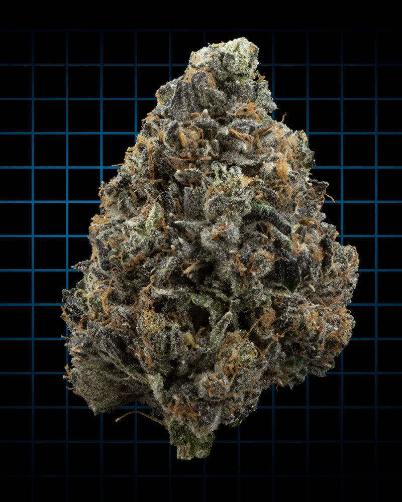 Triple Lindy - 10 Feminized Seeds